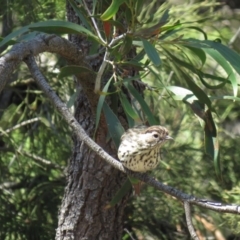 Pyrrholaemus sagittatus at Majura, ACT - 27 Feb 2019