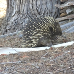 Tachyglossus aculeatus (Short-beaked Echidna) at Mount Majura - 27 Feb 2019 by KumikoCallaway