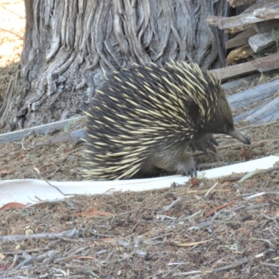 Tachyglossus aculeatus (Short-beaked Echidna) at The Fair, Watson - 27 Feb 2019 by KumikoCallaway