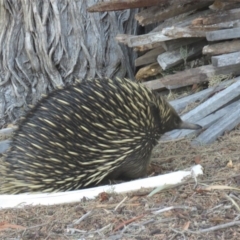 Tachyglossus aculeatus at Watson, ACT - 27 Feb 2019