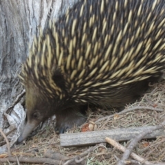 Tachyglossus aculeatus at Watson, ACT - 27 Feb 2019