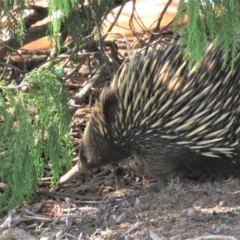 Tachyglossus aculeatus at Watson, ACT - 27 Feb 2019