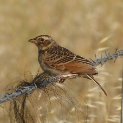 Mirafra javanica (Singing Bushlark) at Wallaroo, NSW - 29 Jan 2019 by Christine