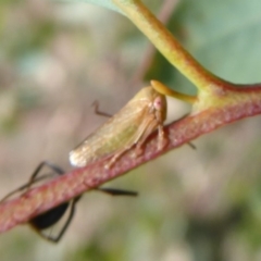 Ipoella sp. (genus) at Symonston, ACT - 31 Jan 2019