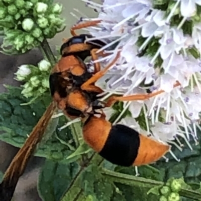 Anterhynchium nigrocinctum (A potter wasp) at Monash, ACT - 27 Feb 2019 by jackQ