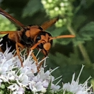 Abispa ephippium at Monash, ACT - 27 Feb 2019 05:00 PM