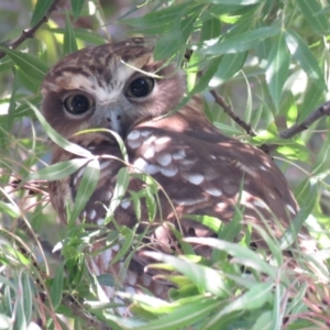 Ninox boobook at Wanniassa, ACT - 27 Feb 2019 03:47 PM