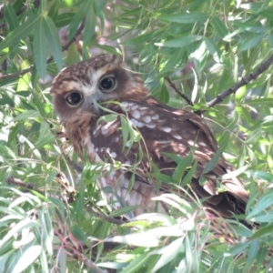 Ninox boobook at Wanniassa, ACT - 27 Feb 2019 03:47 PM