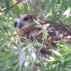 Ninox boobook at Wanniassa, ACT - 27 Feb 2019 03:47 PM