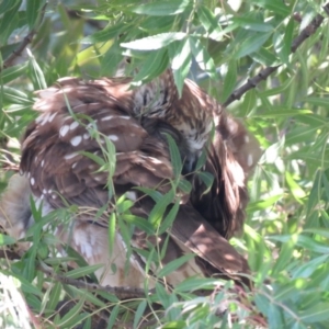 Ninox boobook at Wanniassa, ACT - 27 Feb 2019 03:47 PM