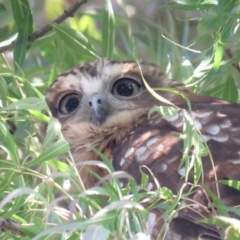 Ninox boobook at Wanniassa, ACT - 27 Feb 2019