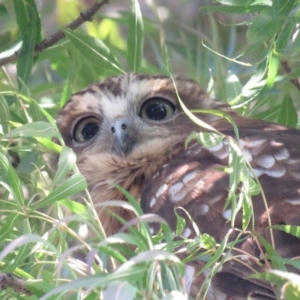 Ninox boobook at Wanniassa, ACT - 27 Feb 2019 03:47 PM