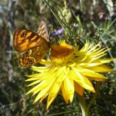 Oreixenica correae (Orange Alpine Xenica) at Namadgi National Park - 23 Feb 2019 by Christine