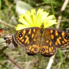 Oreixenica correae at Cotter River, ACT - 23 Feb 2019