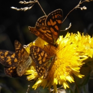 Oreixenica correae at Cotter River, ACT - 23 Feb 2019