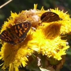 Oreixenica correae at Cotter River, ACT - 23 Feb 2019