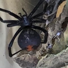 Latrodectus hasselti (Redback Spider) at Monash, ACT - 27 Feb 2019 by jackQ