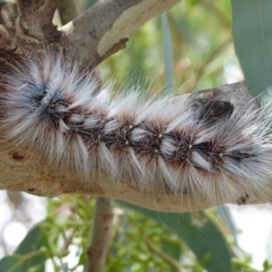 Anthela varia at Symonston, ACT - 26 Feb 2019 11:07 AM