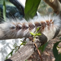 Anthela varia at Symonston, ACT - 26 Feb 2019 11:07 AM