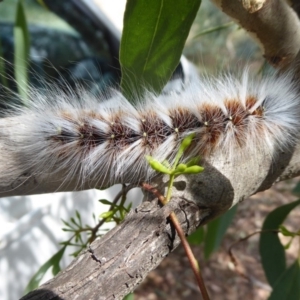 Anthela varia at Symonston, ACT - 26 Feb 2019 11:07 AM