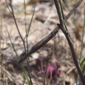 Myrmeleontidae (family) at Symonston, ACT - 26 Feb 2019 11:14 AM