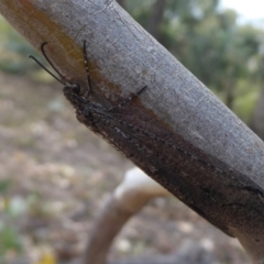 Myrmeleontidae (family) at Symonston, ACT - 26 Feb 2019