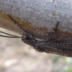 Myrmeleontidae (family) at Symonston, ACT - 26 Feb 2019