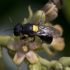 Hylaeus sp. (genus) (A masked bee) at ANU Banks Precinct - 25 Feb 2019 by JudithRoach