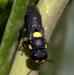 Hylaeus sp. (genus) at Canberra, ACT - 25 Feb 2019 11:06 AM