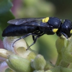 Hylaeus sp. (genus) at Canberra, ACT - 25 Feb 2019 11:06 AM