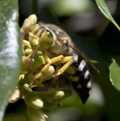 Bembix sp. (genus) (Unidentified Bembix sand wasp) at Australian National University - 25 Feb 2019 by Judith Roach