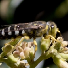 Bembix sp. (genus) at Canberra, ACT - 25 Feb 2019 11:07 AM