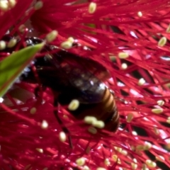 Hyleoides concinna (Wasp-mimic bee) at ANBG - 25 Feb 2019 by JudithRoach