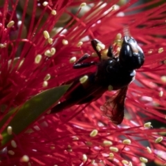 Hyleoides concinna at Acton, ACT - 25 Feb 2019