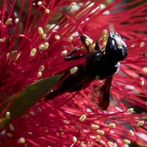 Hyleoides concinna at Acton, ACT - 25 Feb 2019