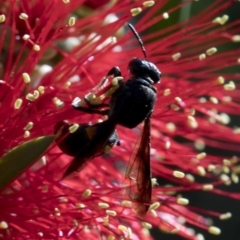 Hyleoides concinna at Acton, ACT - 25 Feb 2019