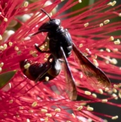 Hyleoides concinna at Acton, ACT - 25 Feb 2019 11:12 AM