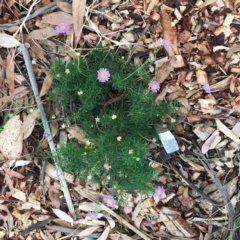 Brachyscome multifida (Cut-leaf Daisy) at Hughes, ACT - 27 Feb 2019 by ruthkerruish