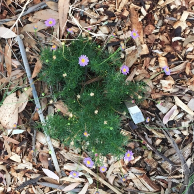 Brachyscome multifida (Cut-leaf Daisy) at Hughes, ACT - 27 Feb 2019 by ruthkerruish