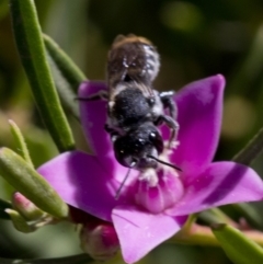 Megachile (Hackeriapis) oblonga (A Megachild bee) at Acton, ACT - 25 Feb 2019 by JudithRoach