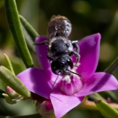 Megachile (Hackeriapis) oblonga (A Megachild bee) at ANBG - 25 Feb 2019 by JudithRoach
