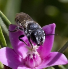 Megachile (Hackeriapis) oblonga at Acton, ACT - 25 Feb 2019 11:32 AM