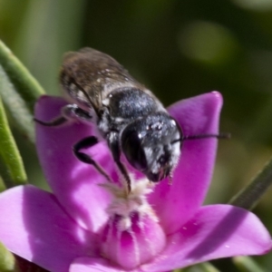 Megachile (Hackeriapis) oblonga at Acton, ACT - 25 Feb 2019 11:32 AM