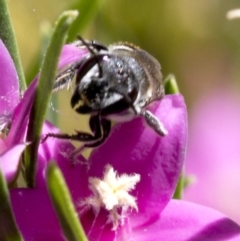 Megachile (Hackeriapis) oblonga at Acton, ACT - 25 Feb 2019 11:32 AM