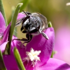 Megachile (Hackeriapis) oblonga at Acton, ACT - 25 Feb 2019