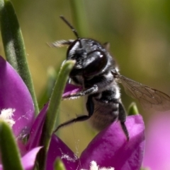 Megachile (Hackeriapis) oblonga at Acton, ACT - 25 Feb 2019