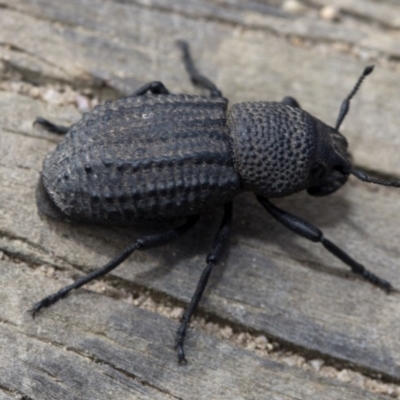 Amycterus morbillosus (A terrestrial weevil) at Deua National Park (CNM area) - 26 Feb 2019 by JudithRoach