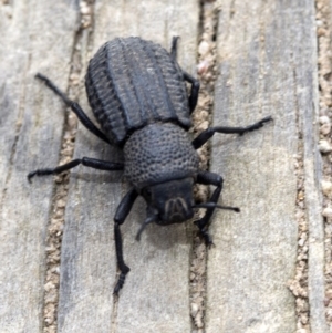 Amycterus morbillosus at Krawarree, NSW - 27 Feb 2019 10:17 AM