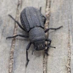 Amycterus morbillosus at Krawarree, NSW - 27 Feb 2019 10:17 AM