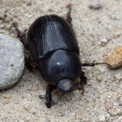 Dynastinae (subfamily) (Unidentified rhinoceros or elephant beetle) at QPRC LGA - 26 Feb 2019 by JudithRoach